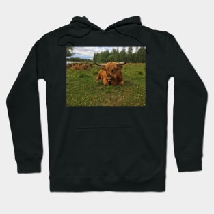 Scottish Highland Cattle Bulls 2037 Hoodie